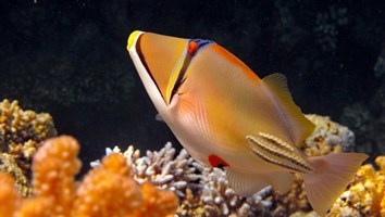Colorful Red Sea 